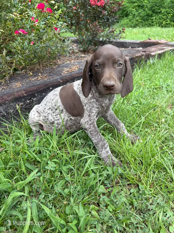 Liver Female1  – German Shorthaired Pointer puppy for sale in Lufkin, TX