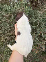 L&W Patch 10, a male German Shorthaired Pointer for sale in Lufkin, TX – Photo 2 of 4