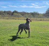 L&W Patch 10, a male German Shorthaired Pointer for sale in Lufkin, TX – Photo 3 of 4