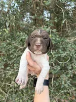 L&W Patch 10, a male German Shorthaired Pointer for sale in Lufkin, TX – Photo 1 of 4
