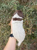 Liver Roan 5, a male German Shorthaired Pointer for sale in Lufkin, TX – Photo 2 of 4