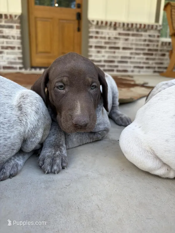 Liver Roan 5 – German Shorthaired Pointer puppy for sale in Lufkin, TX