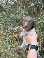 Liver Roan 5, a male German Shorthaired Pointer for sale in Lufkin, TX – Photo 1 of 4