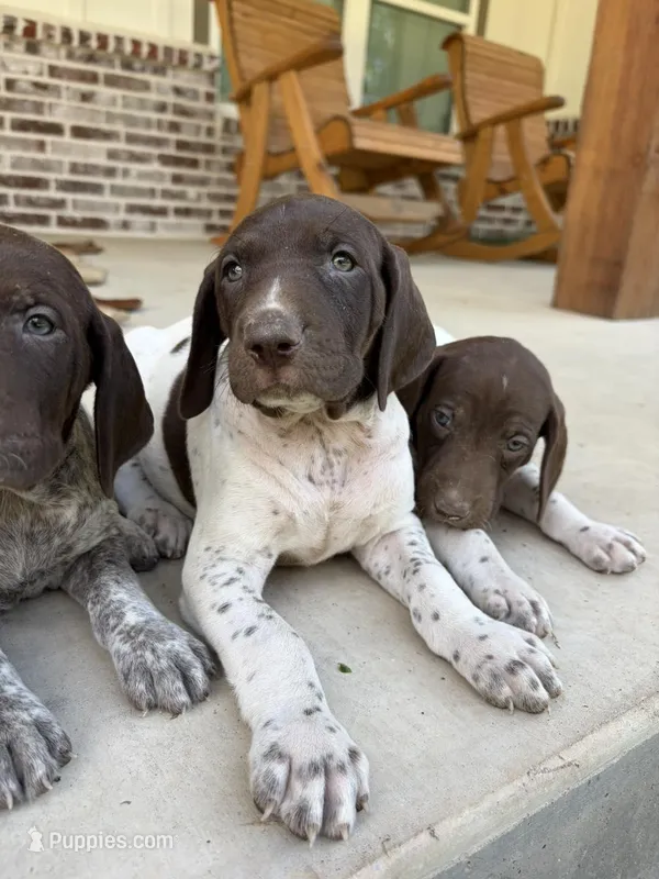 L&W patch female 2 – German Shorthaired Pointer puppy for sale in Lufkin, TX