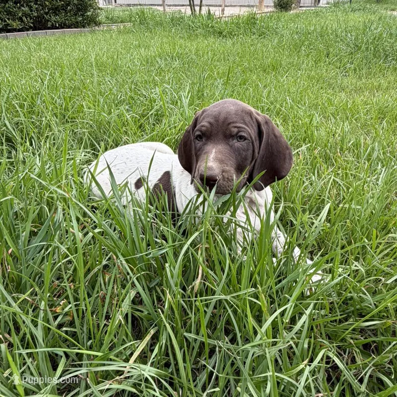 L&W patch female 2 – German Shorthaired Pointer puppy for sale in Lufkin, TX