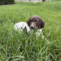 L&W patch female 2, a female German Shorthaired Pointer for sale in Lufkin, TX – Photo 1 of 6