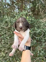 L&W patch female 2, a female German Shorthaired Pointer for sale in Lufkin, TX – Photo 1 of 4