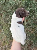 L&W patch female 2, a female German Shorthaired Pointer for sale in Lufkin, TX – Photo 2 of 4