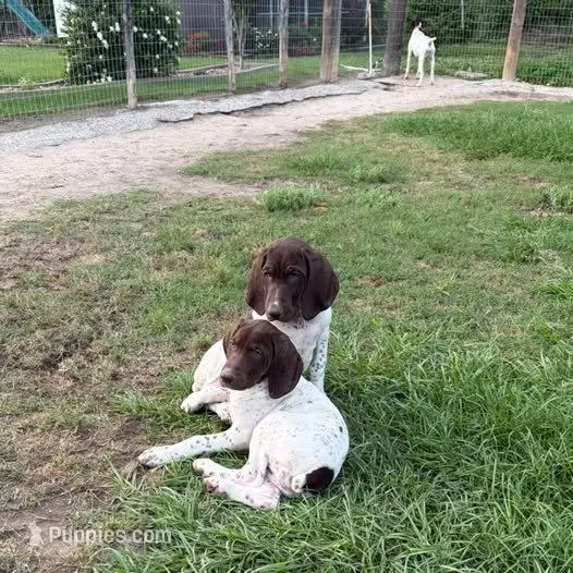 L&W patch female 2 – German Shorthaired Pointer puppy for sale in Lufkin, TX