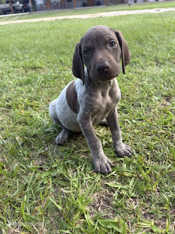 Liver Female1  – German Shorthaired Pointer puppy for sale in Lufkin, TX