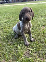 Liver Female1 , a female German Shorthaired Pointer for sale in Lufkin, TX – 1 of 3