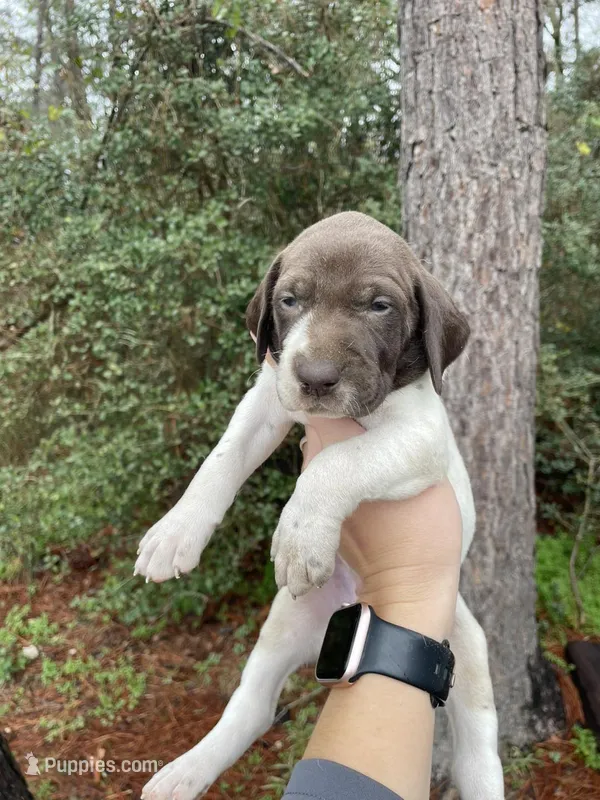 Liver and white Male