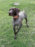 Liver Female 2, a female German Shorthaired Pointer for sale in Lufkin, TX – 2 of 3
