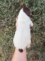 L&W patch female 1, a female German Shorthaired Pointer for sale in Lufkin, TX – Photo 2 of 4