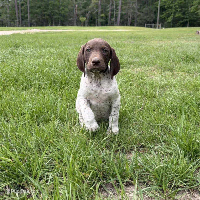 L&W patch female 1 – German Shorthaired Pointer puppy for sale in Lufkin, TX