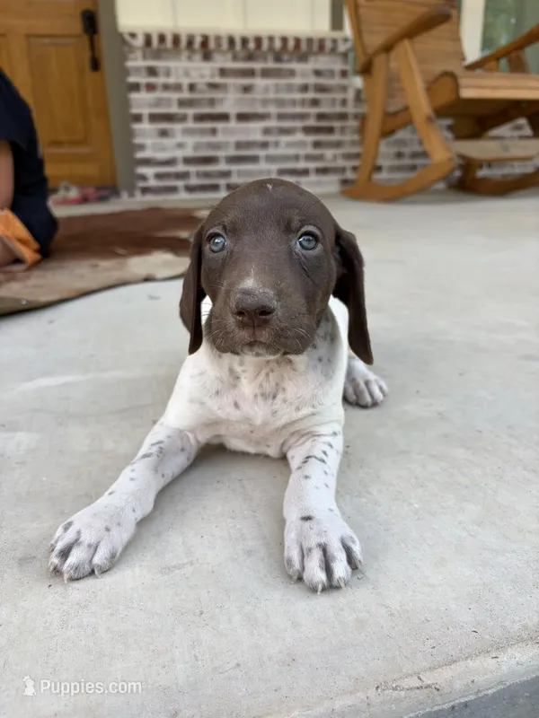 L&W patch female 1 – German Shorthaired Pointer puppy for sale in Lufkin, TX