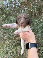 L&W patch female 1, a female German Shorthaired Pointer for sale in Lufkin, TX – Photo 1 of 4