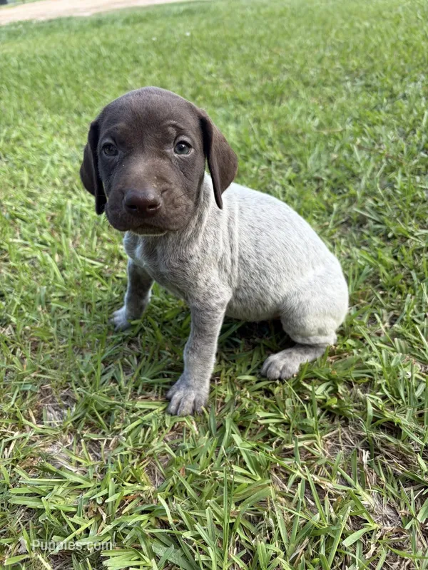 Liver Female 2 – German Shorthaired Pointer puppy for sale in Lufkin, TX