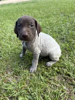 Liver Female 2, a female German Shorthaired Pointer for sale in Lufkin, TX – 1 of 3