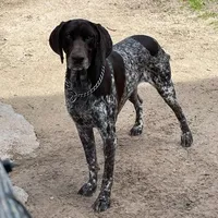 Dee Dee x Gunner litter, a female German Shorthaired Pointer for sale in Lufkin, TX – Photo 2 of 3