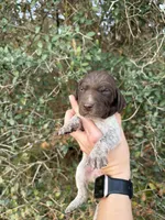 LIver roan 4, a female German Shorthaired Pointer for sale in Lufkin, TX – Photo 1 of 4