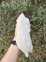 LIver roan 4, a female German Shorthaired Pointer for sale in Lufkin, TX – Photo 2 of 4