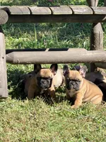 Beautiful Frenchie Orange Male, a male French Bulldog for sale in Spotsylvania, VA – 7 of 10