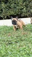 Beautiful Frenchie Orange Male, a male French Bulldog for sale in Spotsylvania, VA – 8 of 10