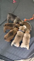 Beautiful Frenchie Orange Male, a male French Bulldog for sale in Spotsylvania, VA – 4 of 10
