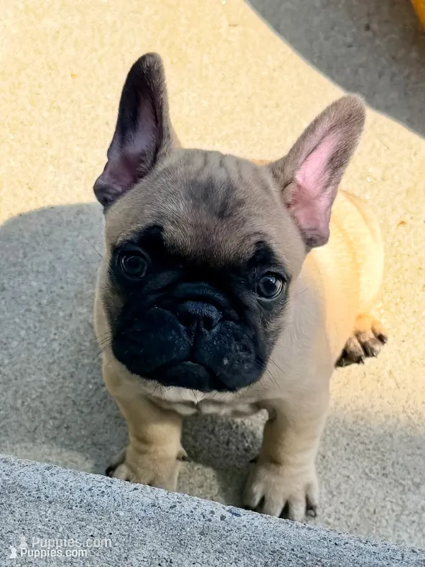 Beautiful Frenchies – French Bulldog puppy for sale in Spotsylvania, VA