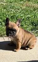 Beautiful Frenchie Orange Male, a male French Bulldog for sale in Spotsylvania, VA – 3 of 10