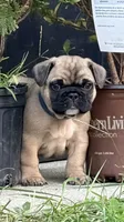 Beautiful Frenchie Orange Male, a male French Bulldog for sale in Spotsylvania, VA – 2 of 10