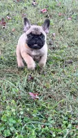 Beautiful Frenchie Orange Male, a male French Bulldog for sale in Spotsylvania, VA – 5 of 10