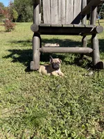 Beautiful Frenchie Orange Male, a male French Bulldog for sale in Spotsylvania, VA – 9 of 10
