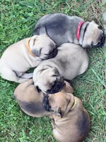 Beautiful Frenchie Orange Male, a male French Bulldog for sale in Spotsylvania, VA – 10 of 10