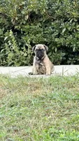 Beautiful Frenchie Orange Male, a male French Bulldog for sale in Spotsylvania, VA – 6 of 10