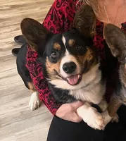 Little Deuce Coupe, a male Cardigan Welsh Corgi for sale in Molalla, OR – Photo 2 of 3