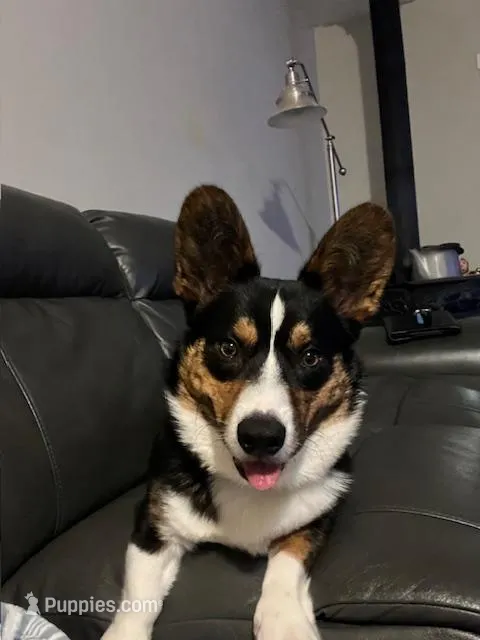 Little Deuce Coupe – Cardigan Welsh Corgi puppy for sale in Molalla, OR