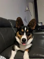 Little Deuce Coupe, a male Cardigan Welsh Corgi for sale in Molalla, OR – Photo 1 of 3