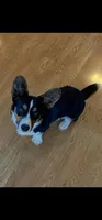 Little Deuce Coupe, a male Cardigan Welsh Corgi for sale in Molalla, OR – Photo 3 of 3