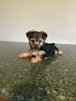 Katy, a female Yorkshire Terrier for sale in Waco, TX – 4 of 4