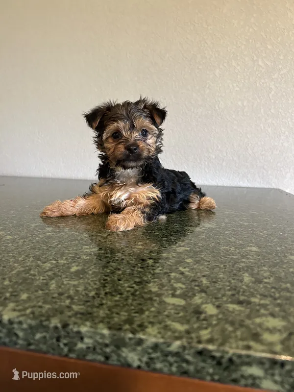 Katy – Yorkshire Terrier puppy for sale in Waco, TX