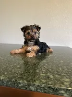 Katy, a female Yorkshire Terrier for sale in Waco, TX – 1 of 4