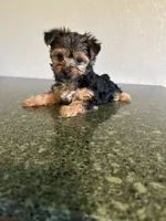 Katy, a female Yorkshire Terrier for sale in Waco, TX – 2 of 4