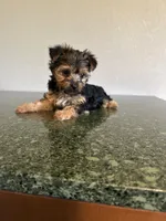 Katy, a female Yorkshire Terrier for sale in Waco, TX – 3 of 4