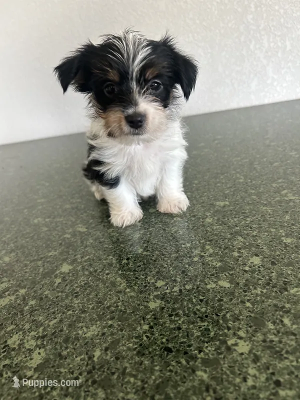 Spot – Yorkshire Terrier puppy for sale in Waco, TX