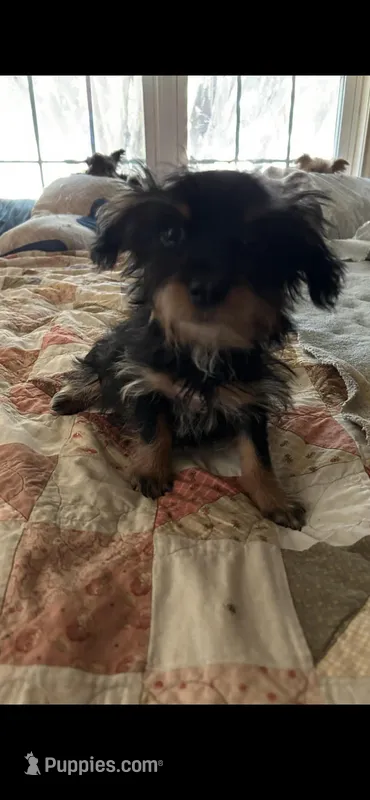 Pee wee – Yorkshire Terrier puppy for sale in Waco, TX