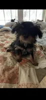 Pee wee, a male Yorkshire Terrier for sale in Waco, TX – 1 of 2