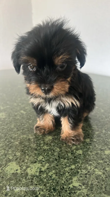 Trigger  – Yorkshire Terrier puppy for sale in Waco, TX