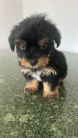 Trigger , a male Yorkshire Terrier for sale in Waco, TX – 1 of 1